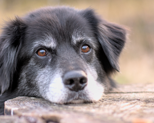 old dog (11)